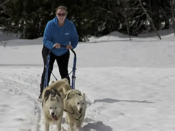 Dog Sledding in Morzine