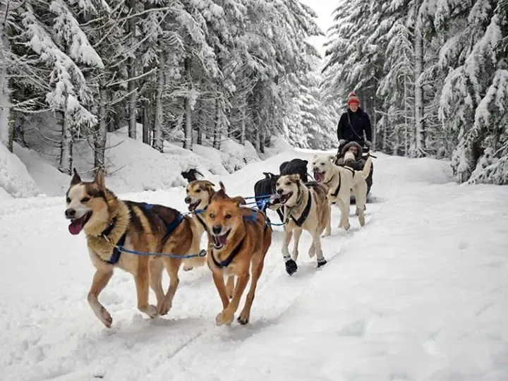 Dog Sledding in Whistler